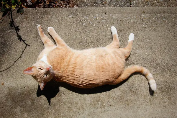 Creme Tabby Doméstico Shorthair Cat — Fotografia de Stock