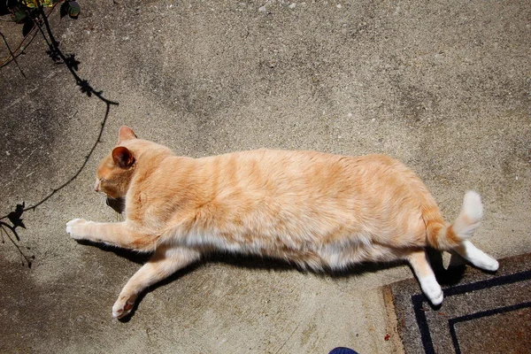 Cream Tabby Domestic Shorthair Cat — 스톡 사진