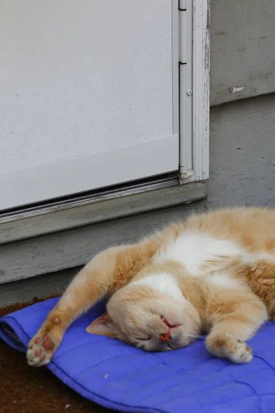 Crema Tabby Domestic Shorthair Cat — Foto Stock