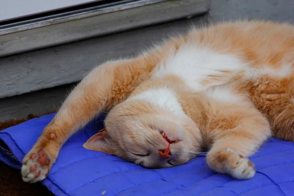 Creme Tabby Doméstico Shorthair Cat — Fotografia de Stock