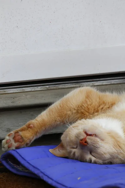Crema Tabby Domestic Shorthair Cat — Foto Stock