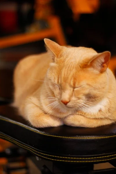 Krém Tabby Domácí Krátkosrstá Kočka — Stock fotografie