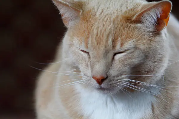 Śmietanka Tabby Krajowy Kot Kratkę — Zdjęcie stockowe