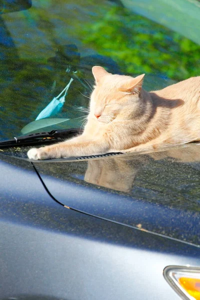 Cream Tabby Domestic Shorthair Cat — стоковое фото