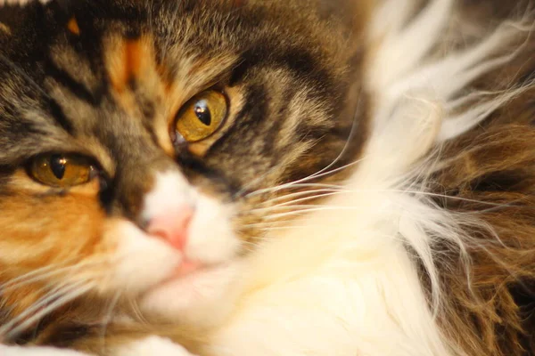 Maduro Maine Coon Gato Feminino — Fotografia de Stock