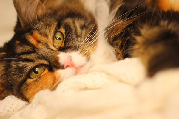 Maduro Maine Coon Gato Feminino — Fotografia de Stock