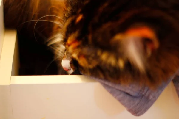 Hlavní Mývalí Kočka Spí Zásuvce Šaty — Stock fotografie