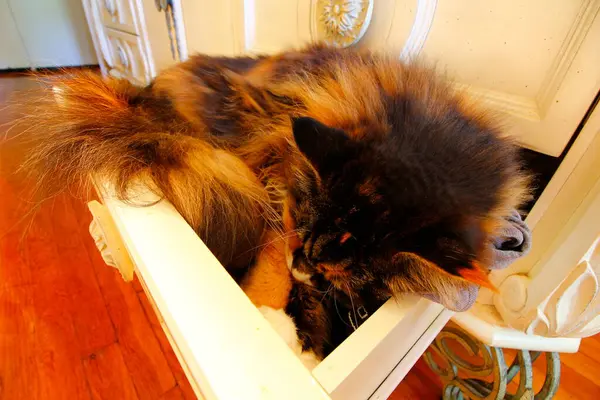 在抽水机里睡觉的主要茧猫 — 图库照片