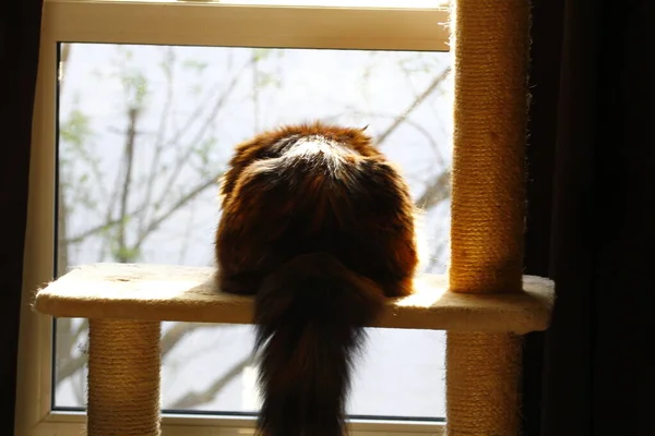 Olgun Maine Rakun Dişi Kedi — Stok fotoğraf