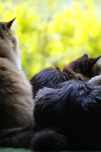 Maine Coon Ragamuffin Chats Poils Moyens — Photo