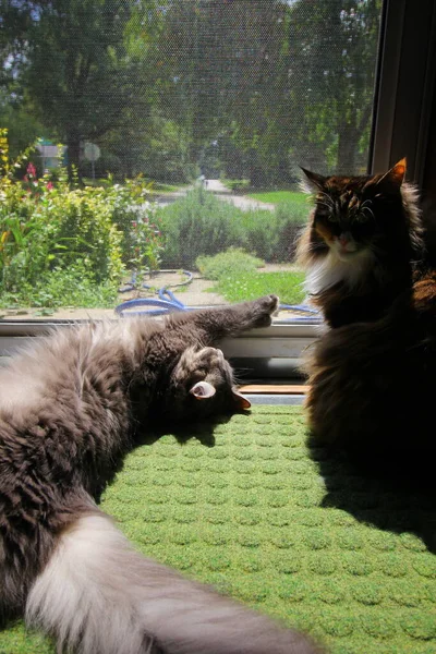 Maine Coon Medium Hair Cats — Stock Photo, Image