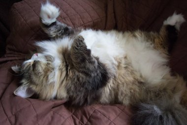 Ragamuffin - RagDolls 'a benzer bir cins - Erkek Kedi