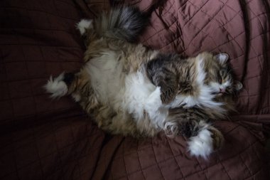 Ragamuffin - RagDolls 'a benzer bir cins - Erkek Kedi