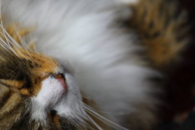 Ragamuffin - RagDolls 'a benzer bir cins - Erkek Kedi