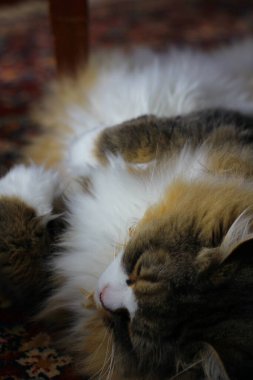 Ragamuffin - RagDolls 'a benzer bir cins - Erkek Kedi