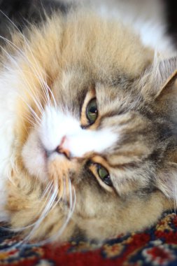 Ragamuffin - RagDolls 'a benzer bir cins - Erkek Kedi