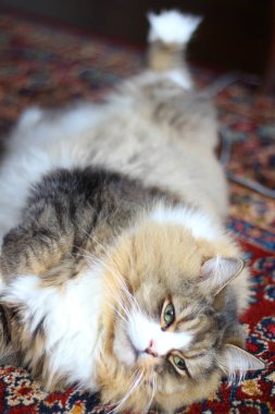 Ragamuffin - RagDolls 'a benzer bir cins - Erkek Kedi