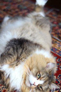 Ragamuffin - RagDolls 'a benzer bir cins - Erkek Kedi