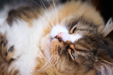 Ragamuffin - RagDolls 'a benzer bir cins - Erkek Kedi