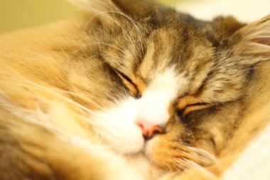 Ragamuffin - RagDolls 'a benzer bir cins - Erkek Kedi