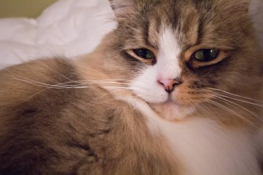 Ragamuffin - RagDolls 'a benzer bir cins - Erkek Kedi