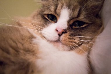 Ragamuffin - RagDolls 'a benzer bir cins - Erkek Kedi