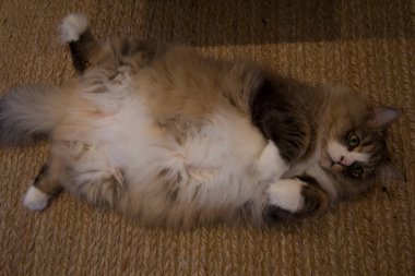 Ragamuffin - RagDolls 'a benzer bir cins - Erkek Kedi