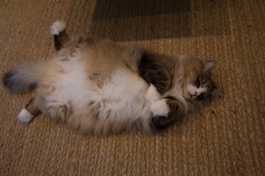 Ragamuffin - RagDolls 'a benzer bir cins - Erkek Kedi