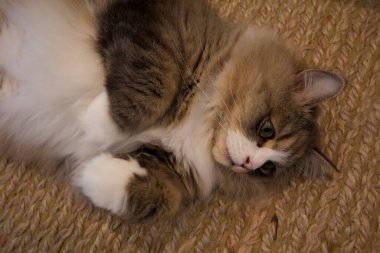 Ragamuffin - RagDolls 'a benzer bir cins - Erkek Kedi