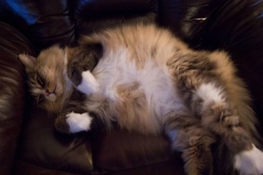 Ragamuffin - RagDolls 'a benzer bir cins - Erkek Kedi