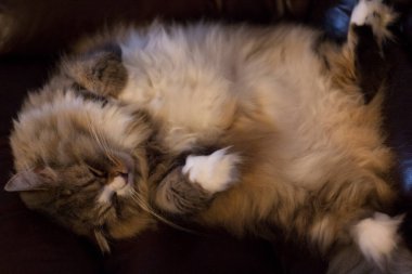 Ragamuffin - RagDolls 'a benzer bir cins - Erkek Kedi