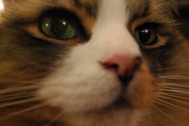 Ragamuffin - RagDolls 'a benzer bir cins - Erkek Kedi