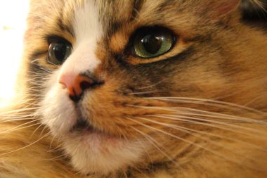 Ragamuffin - RagDolls 'a benzer bir cins - Erkek Kedi