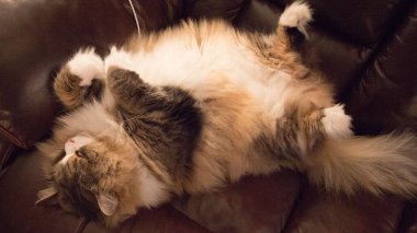 Ragamuffin - RagDolls 'a benzer bir cins - Erkek Kedi