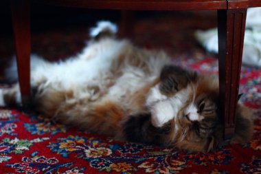 Ragamuffin - RagDolls 'a benzer bir cins - Erkek Kedi