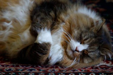 Ragamuffin - RagDolls 'a benzer bir cins - Erkek Kedi