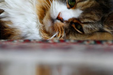 Ragamuffin - RagDolls 'a benzer bir cins - Erkek Kedi