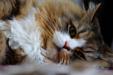 Ragamuffin - RagDolls 'a benzer bir cins - Erkek Kedi