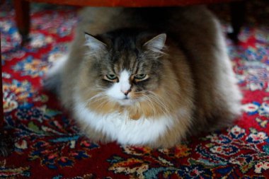 Ragamuffin - RagDolls 'a benzer bir cins - Erkek Kedi