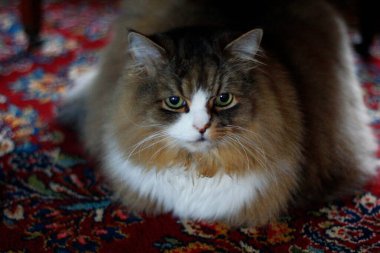 Ragamuffin - RagDolls 'a benzer bir cins - Erkek Kedi