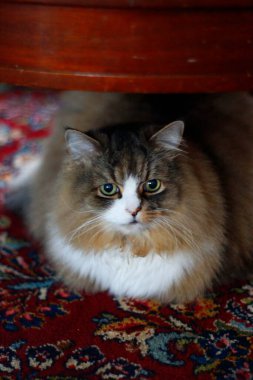 Ragamuffin - RagDolls 'a benzer bir cins - Erkek Kedi