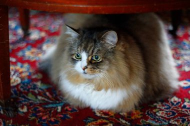 Ragamuffin - RagDolls 'a benzer bir cins - Erkek Kedi