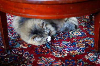 Ragamuffin - RagDolls 'a benzer bir cins - Erkek Kedi