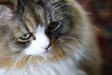 Ragamuffin - RagDolls 'a benzer bir cins - Erkek Kedi