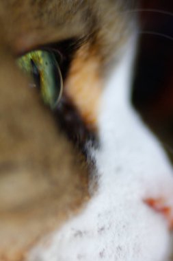 Ragamuffin - RagDolls 'a benzer bir cins - Erkek Kedi