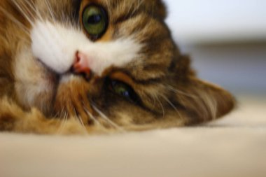 Ragamuffin - RagDolls 'a benzer bir cins - Erkek Kedi