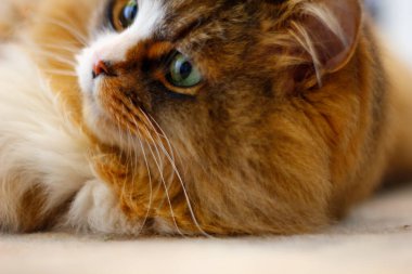 Ragamuffin - RagDolls 'a benzer bir cins - Erkek Kedi