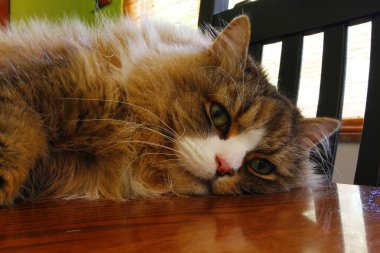 Ragamuffin - RagDolls 'a benzer bir cins - Erkek Kedi