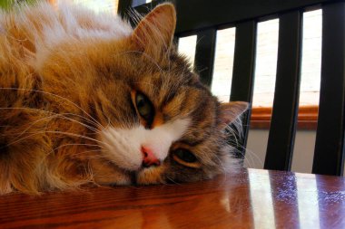 Ragamuffin - RagDolls 'a benzer bir cins - Erkek Kedi