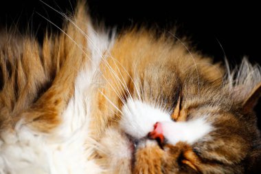 Ragamuffin - RagDolls 'a benzer bir cins - Erkek Kedi